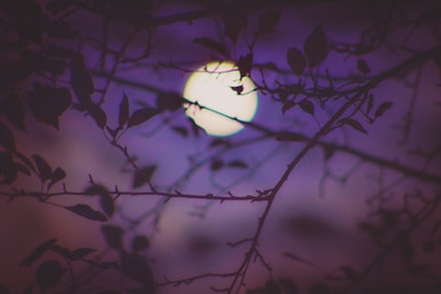 moonlight through trees