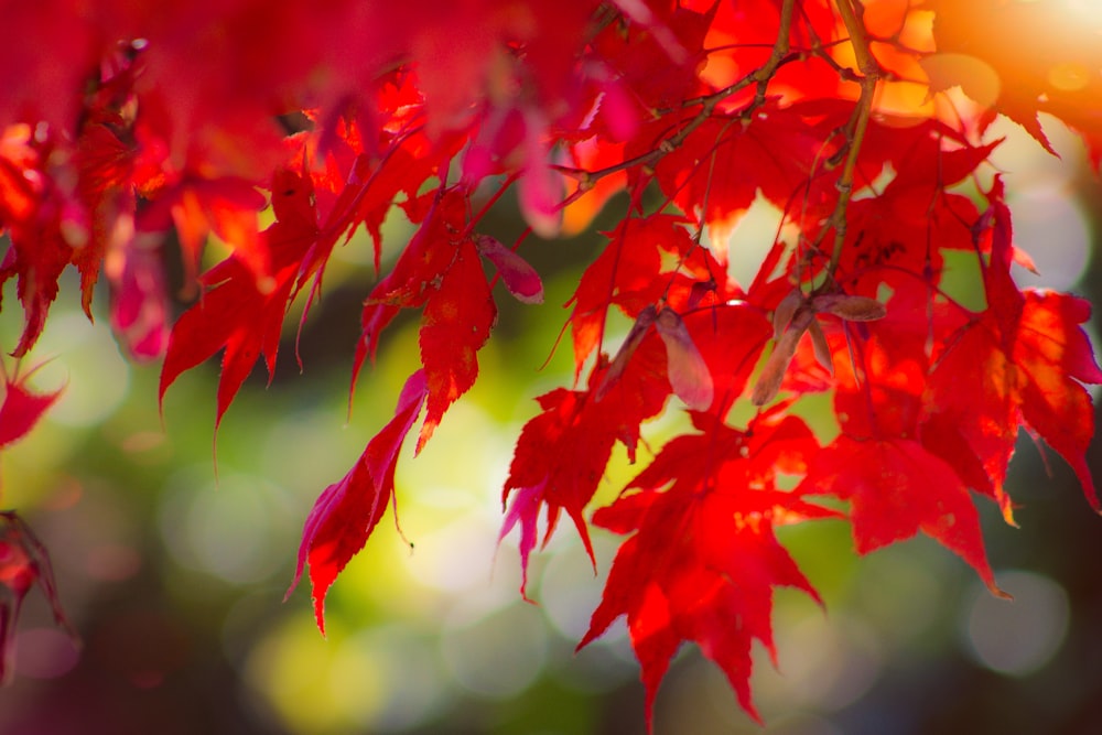 red maple leaves in tilt shift lens