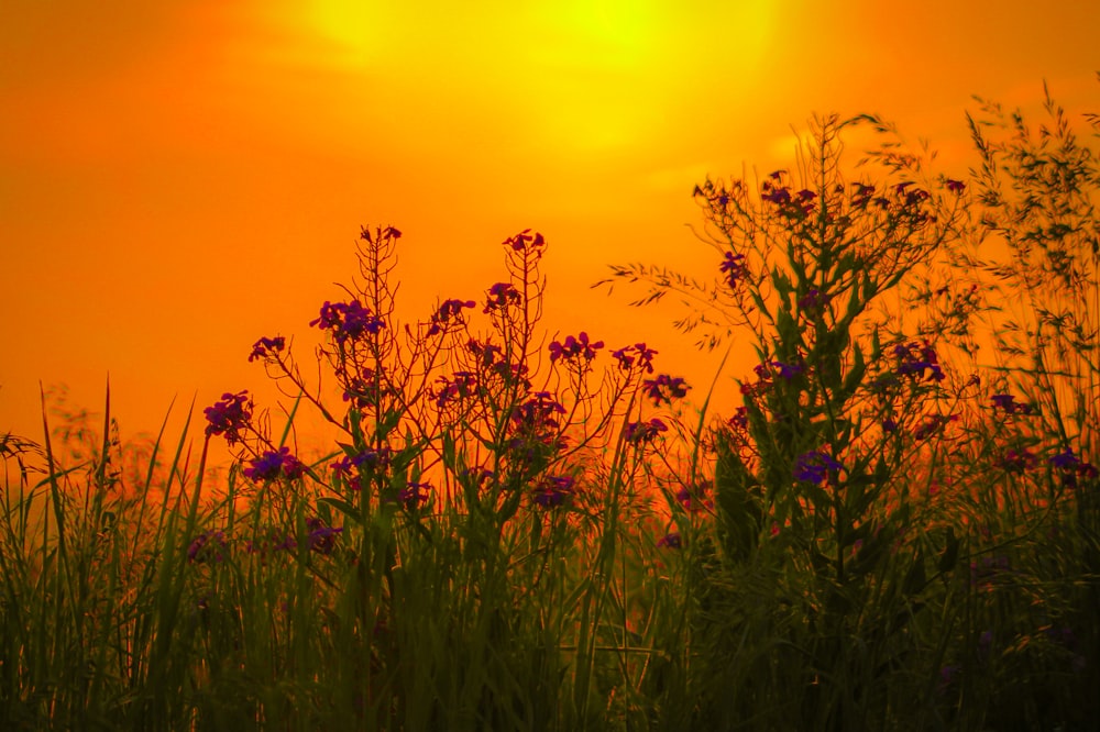 green grass field during sunset