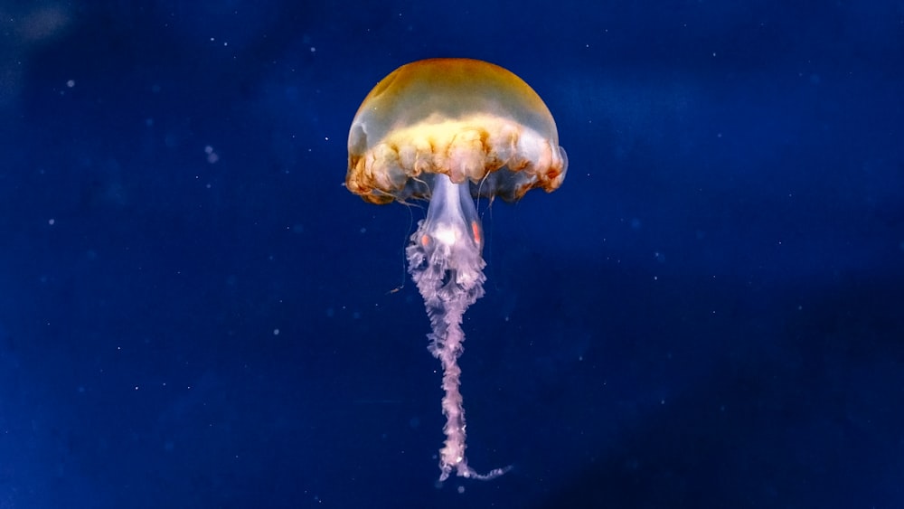 white jellyfish in blue water