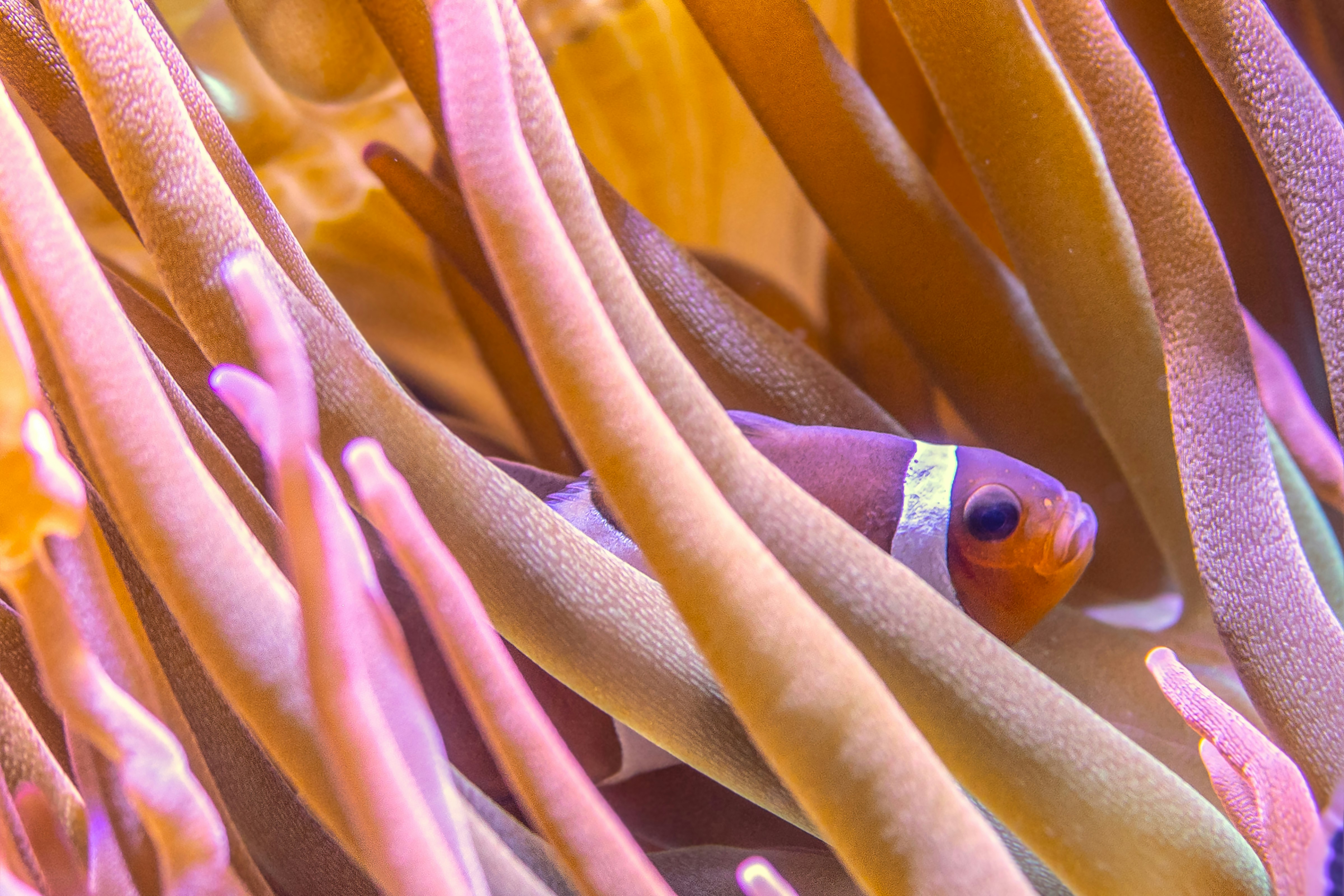 orange and purple fish on brown and white plant