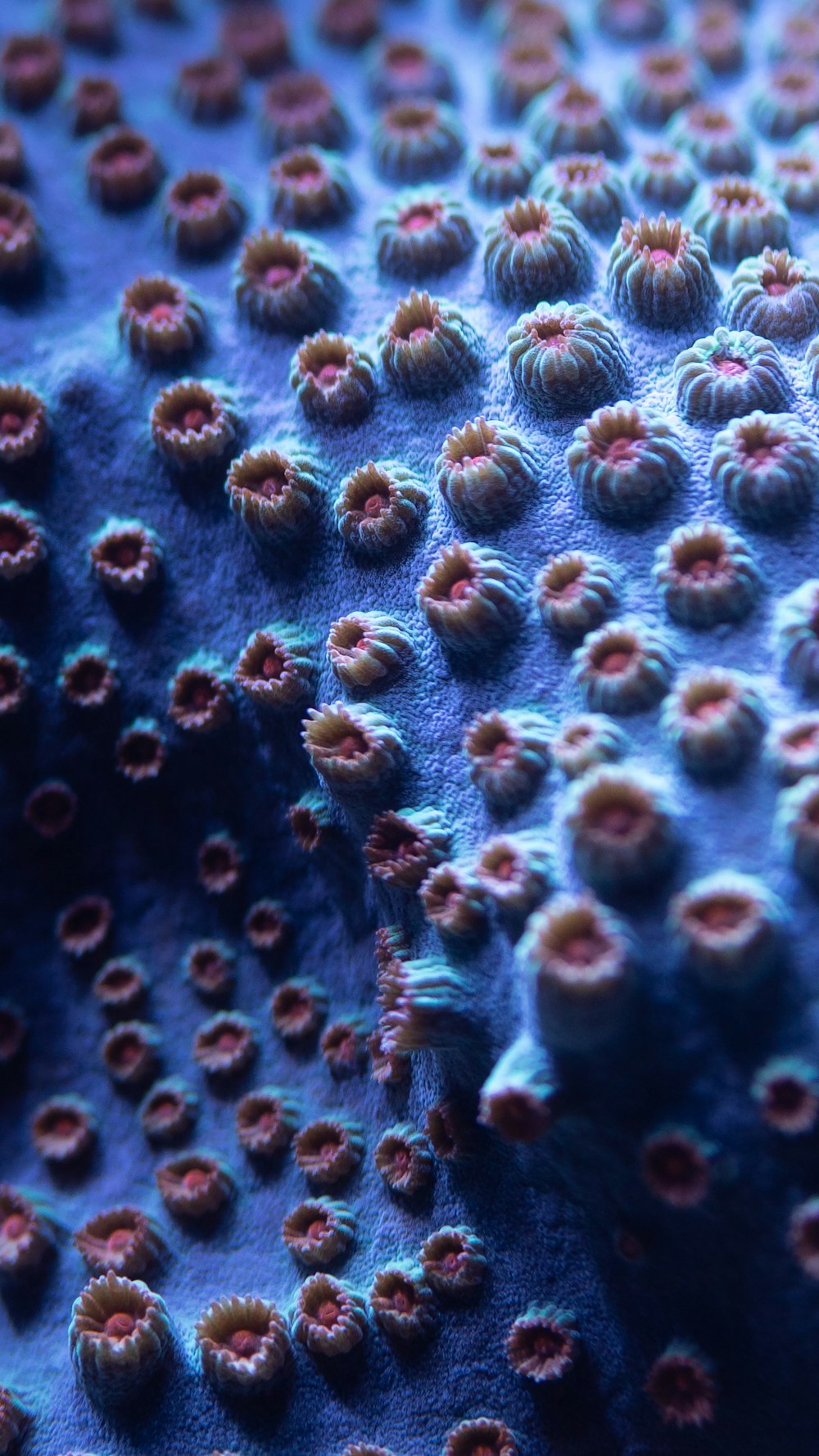 파란색과 흰색 산호초