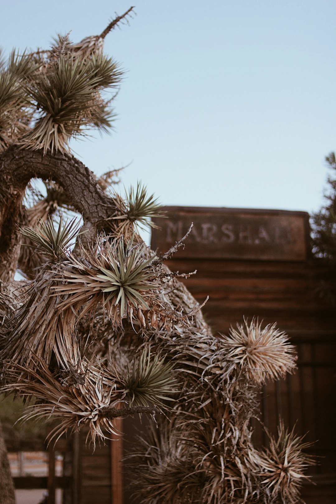 brown and green palm tree