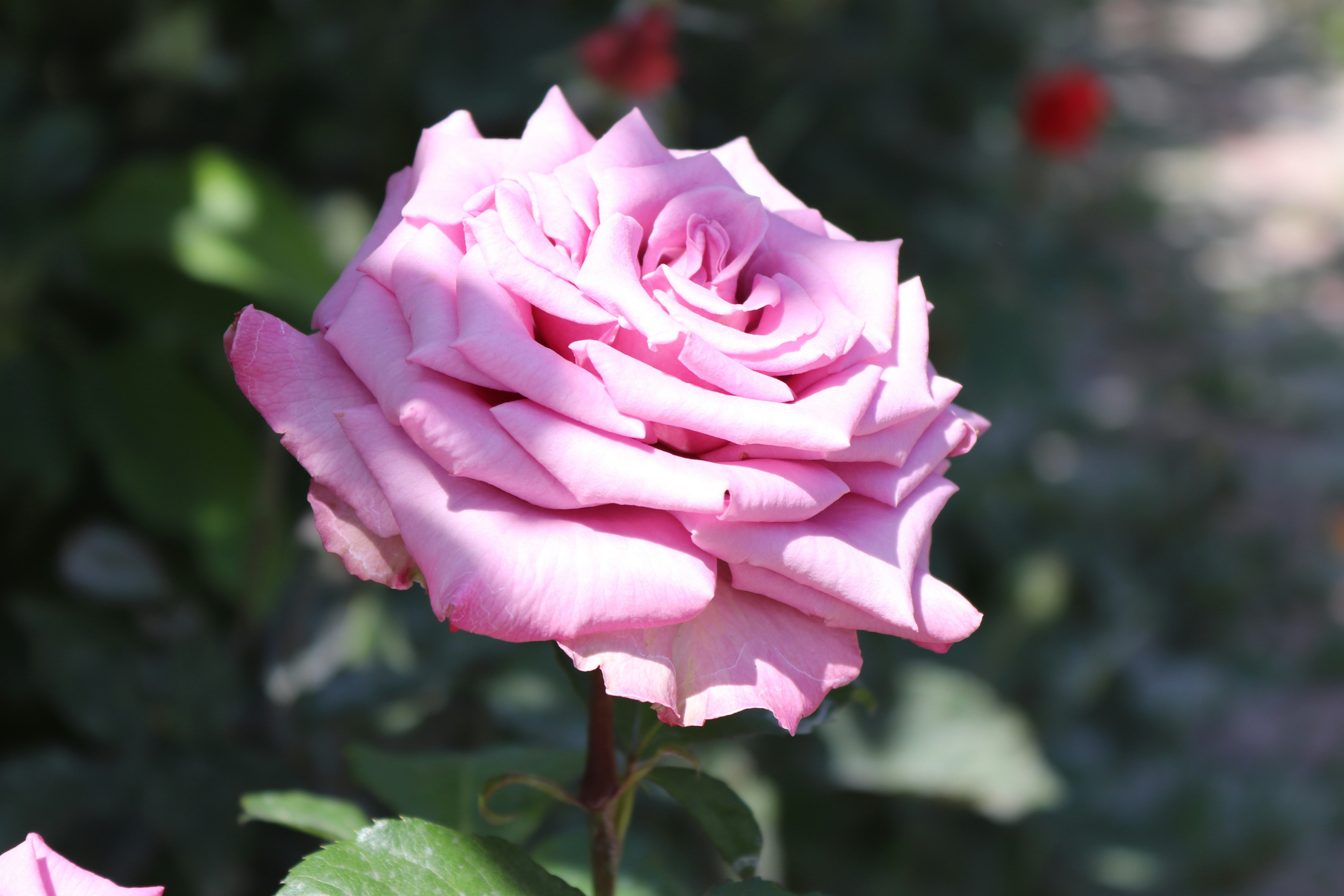 Photo by santovmasyan