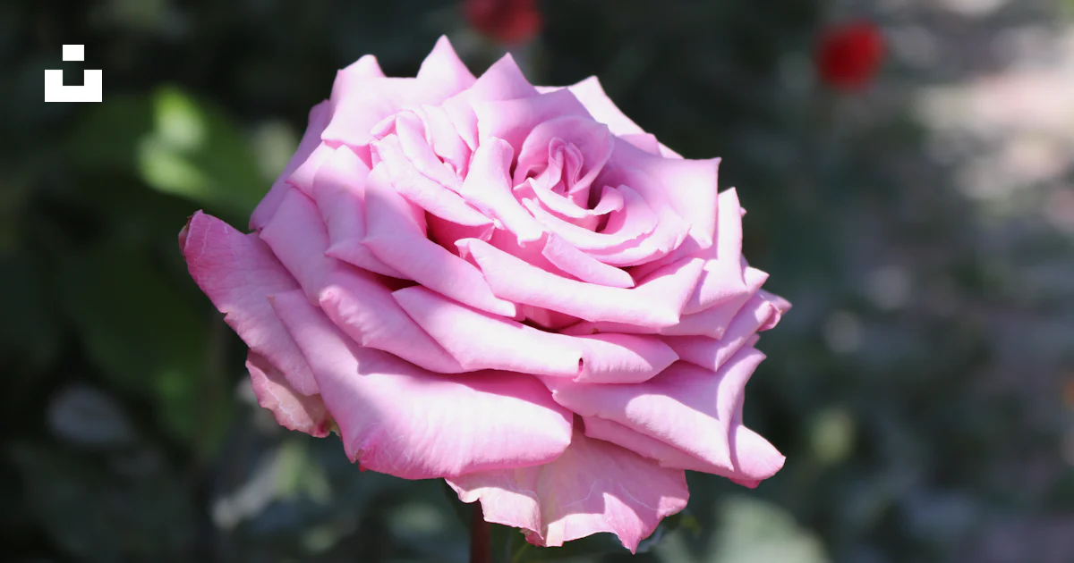 Rosa rosada en flor durante el día foto – Imagen de Flor gratuita en ...