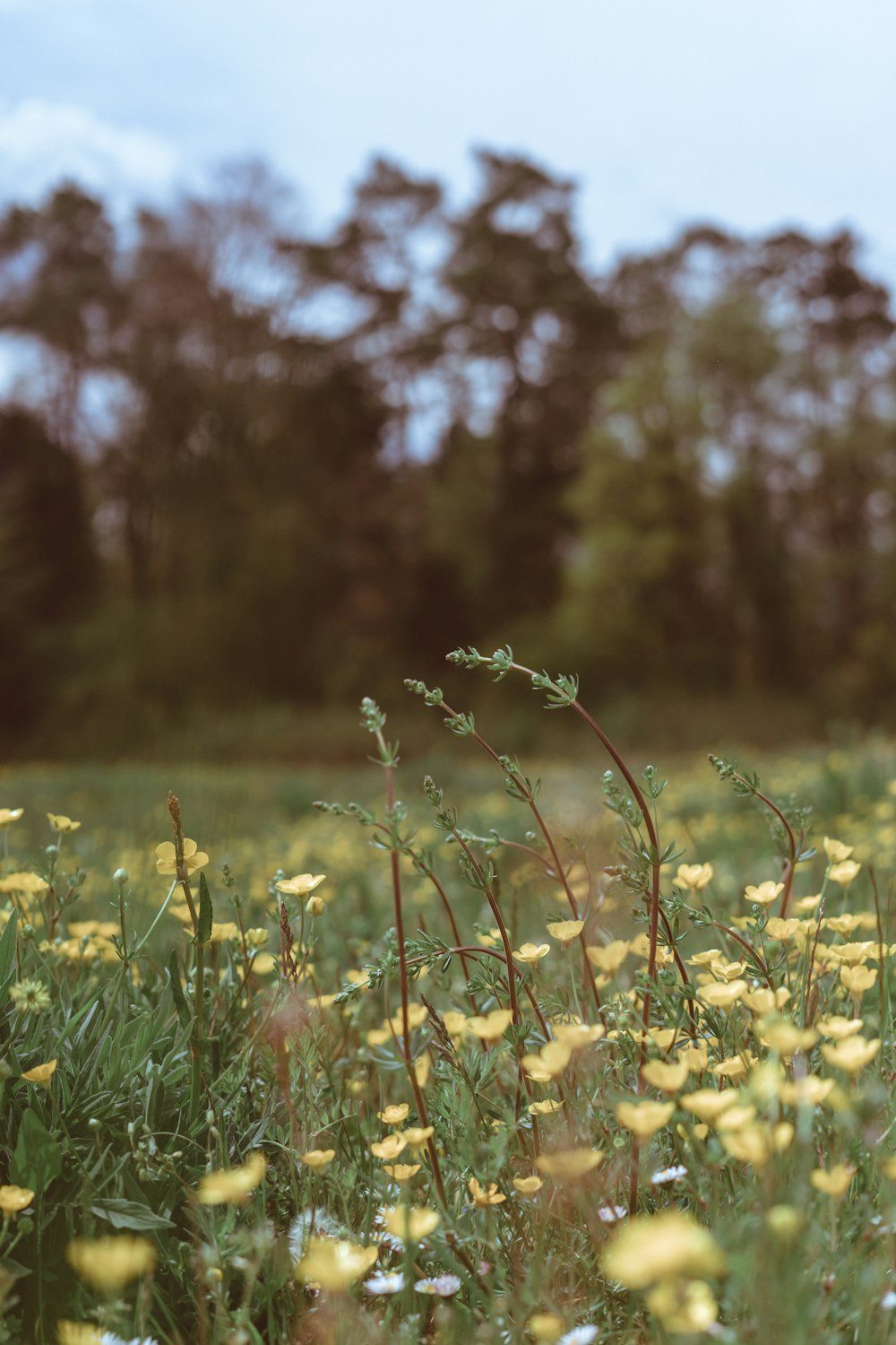 yellow flower field during daytime