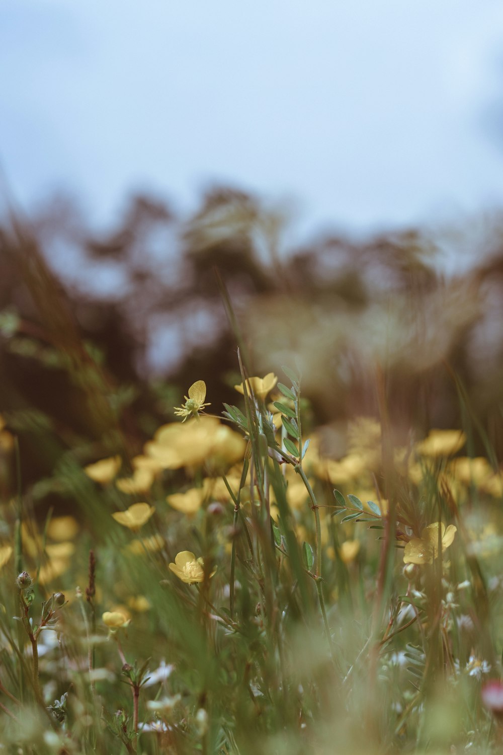 yellow flower in tilt shift lens