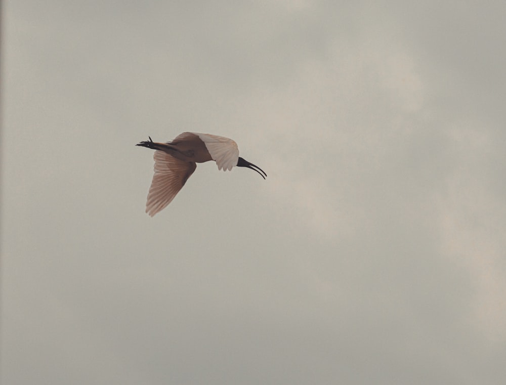 Weißer Vogel, der tagsüber unter weißen Wolken fliegt