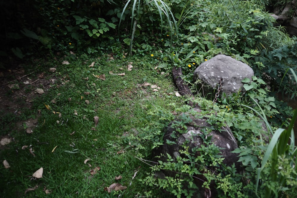 roche grise sur l’herbe verte