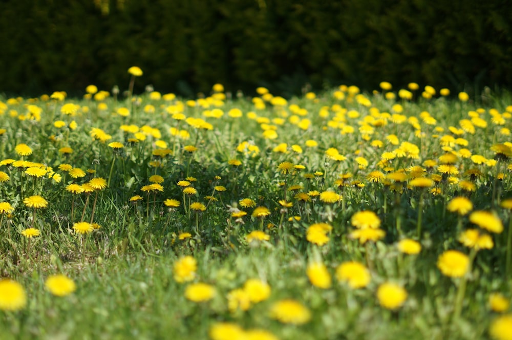 yellow flower field during daytime