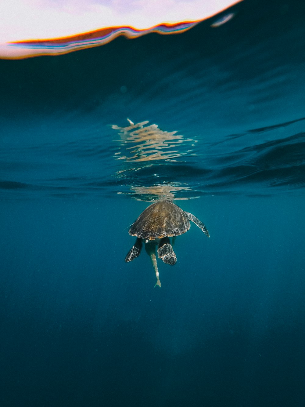 brown turtle in blue water