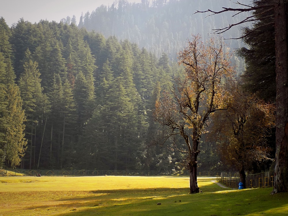 brown trees on green grass field during daytime