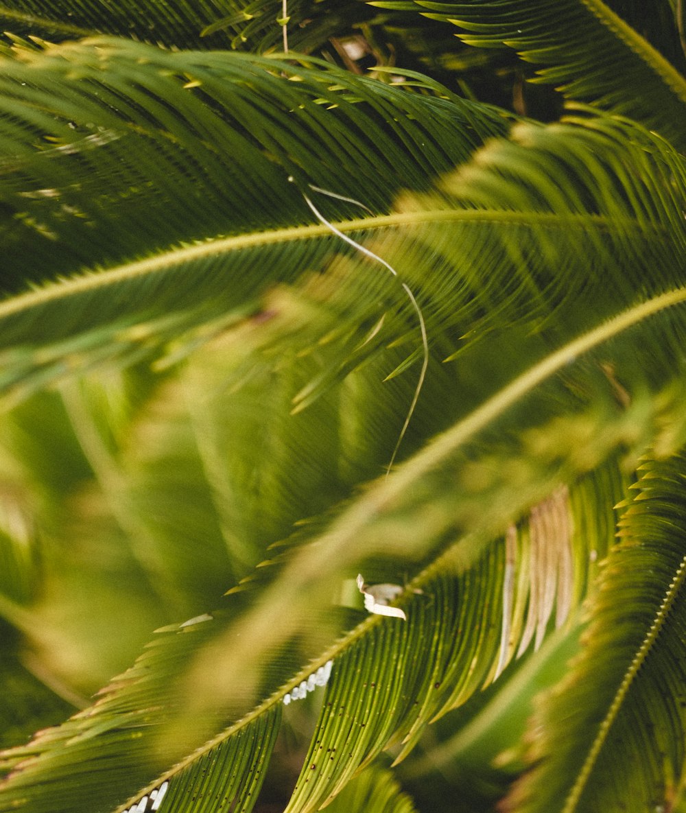 green banana leaf in close up photography