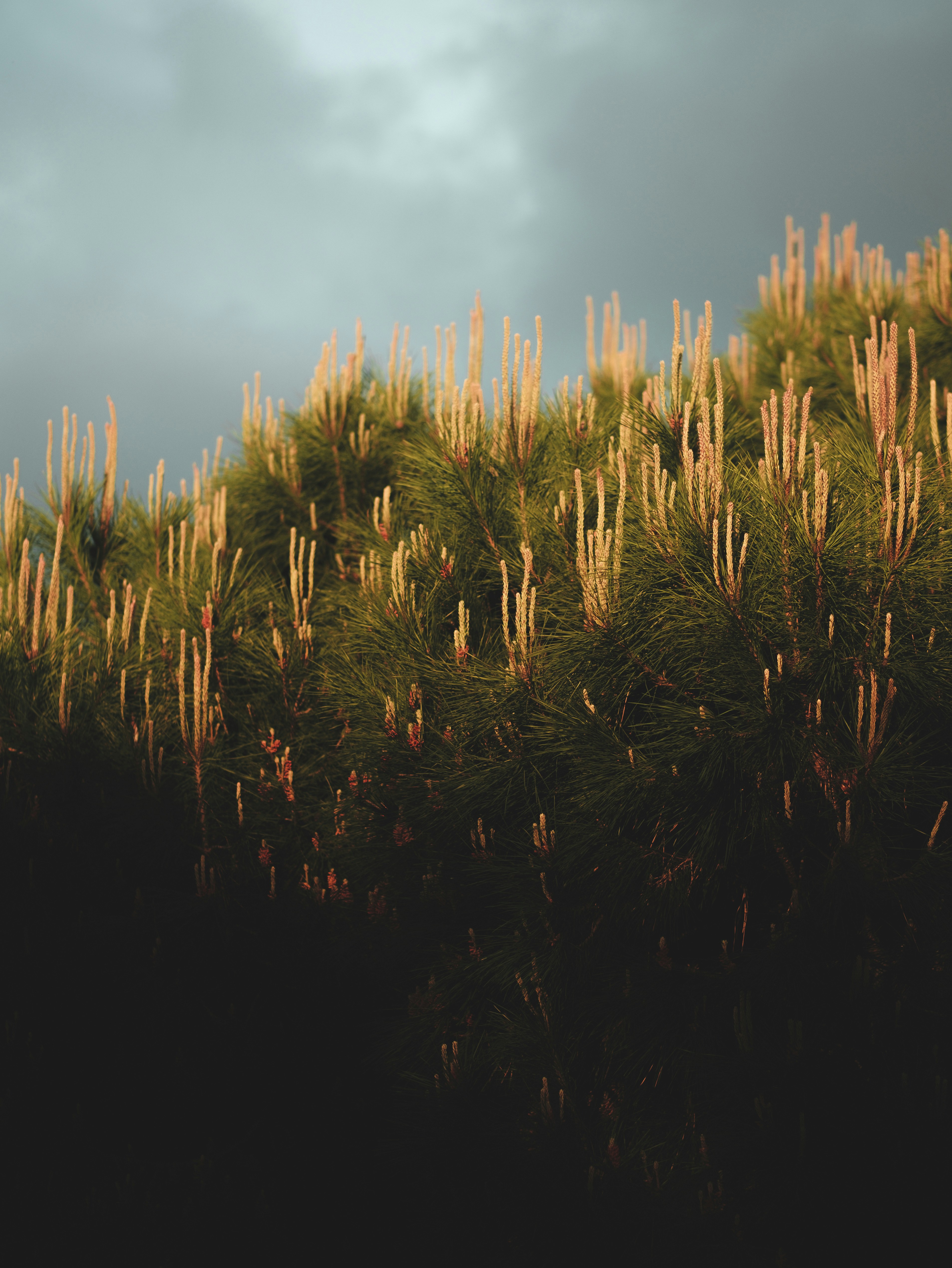 brown wheat field under blue sky during daytime