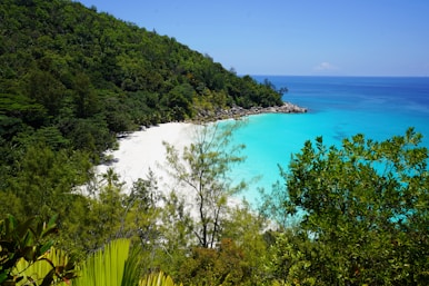 green trees near blue sea under blue sky during daytime