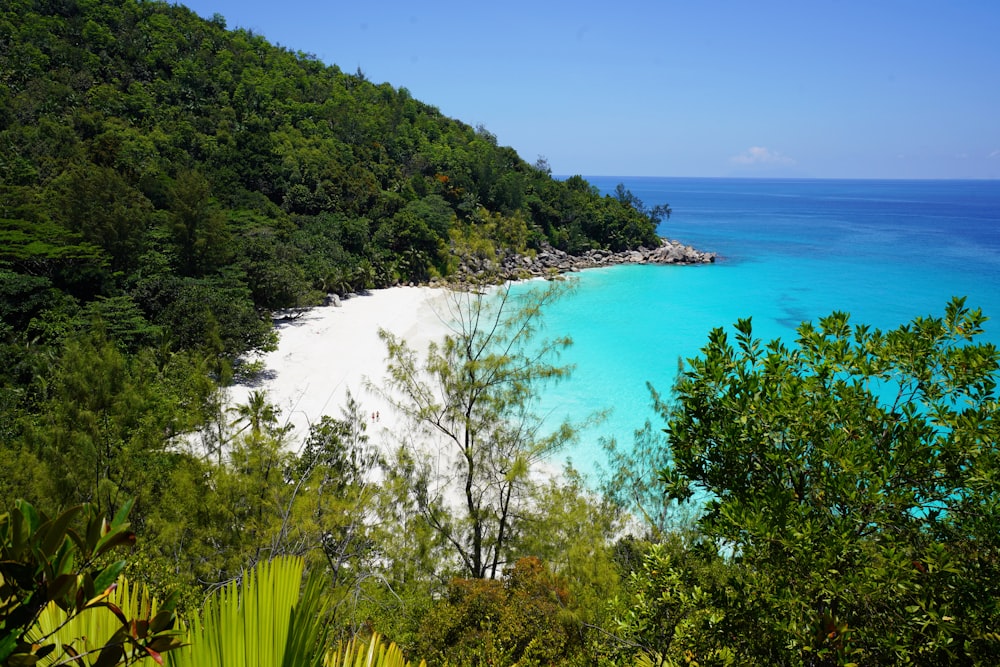 green trees near blue sea under blue sky during daytime