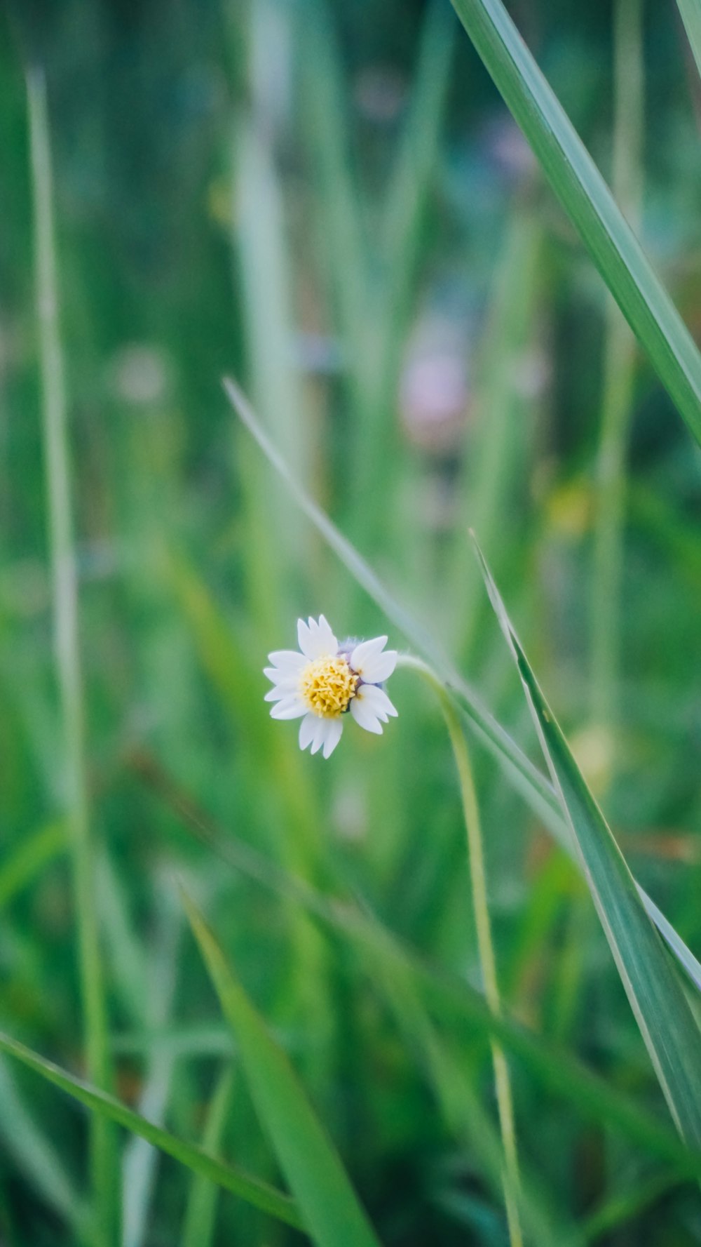 white daisy in bloom during daytime