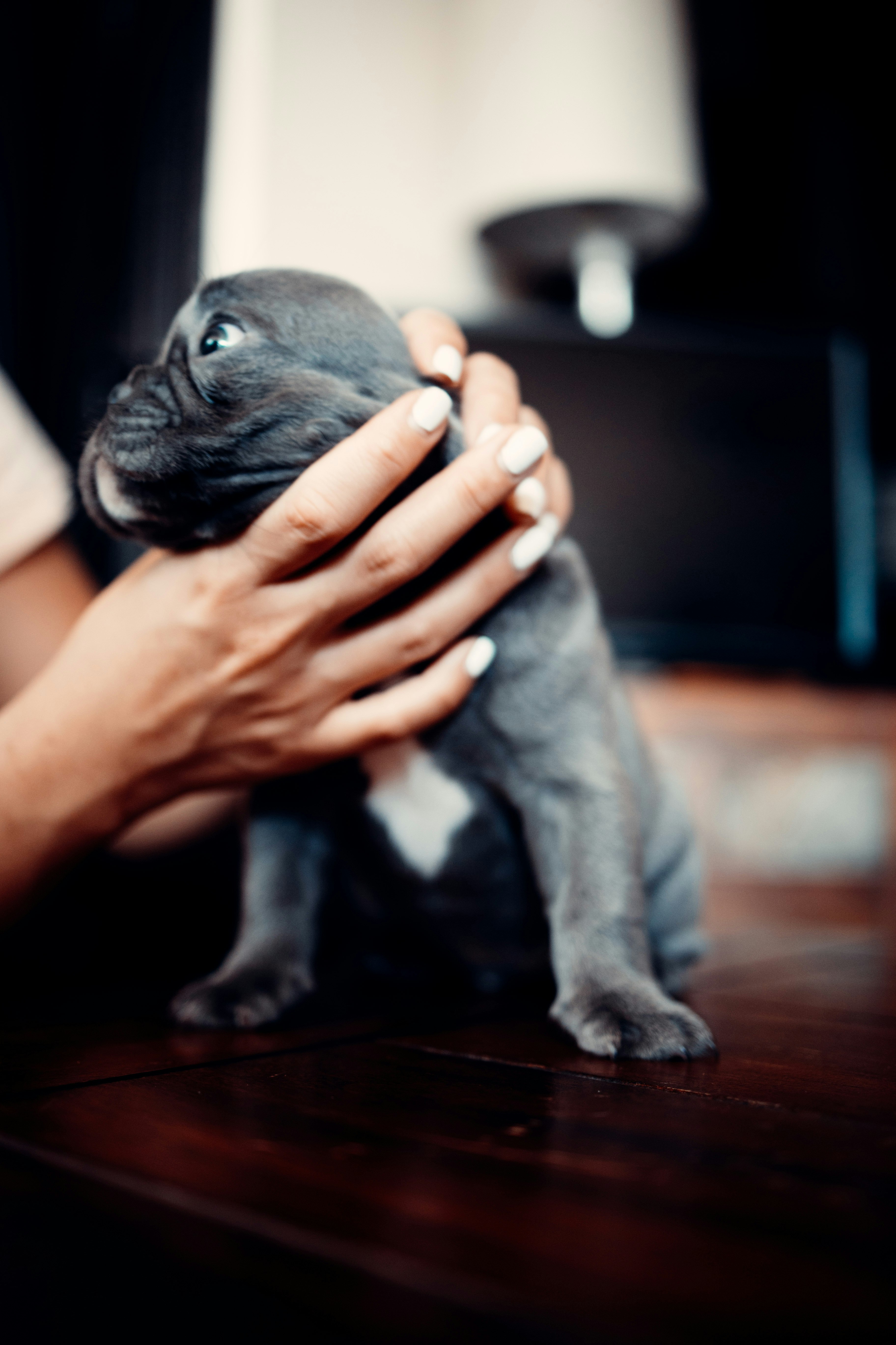 person holding black pug puppy