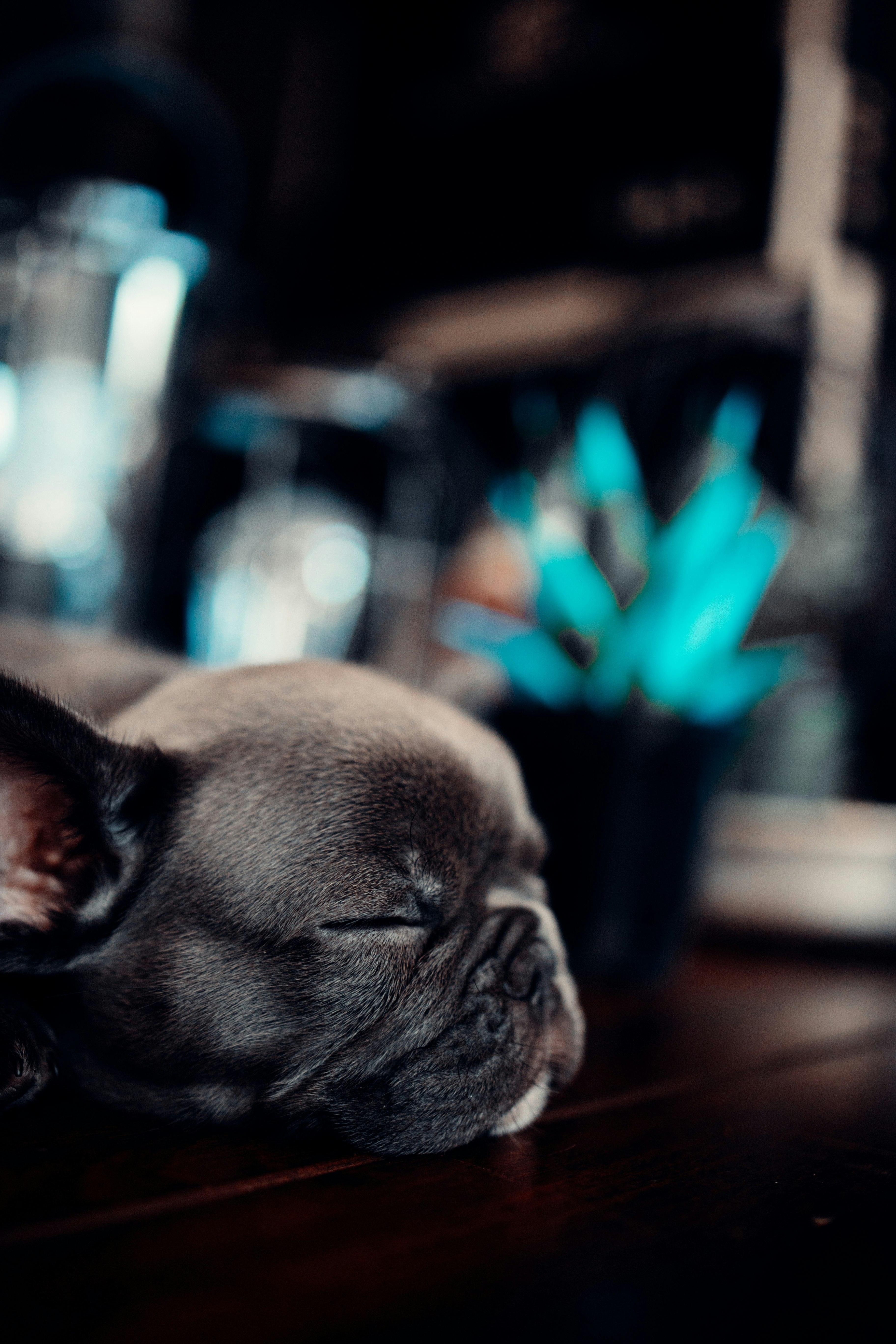 black french bulldog puppy on selective focus photography