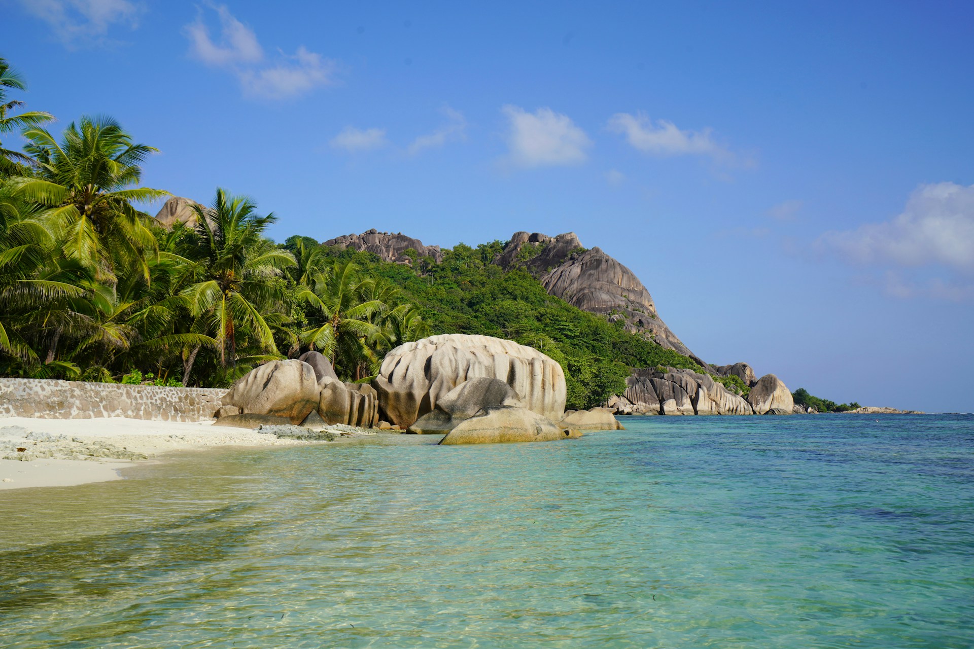 green trees on brown sand beach during daytime