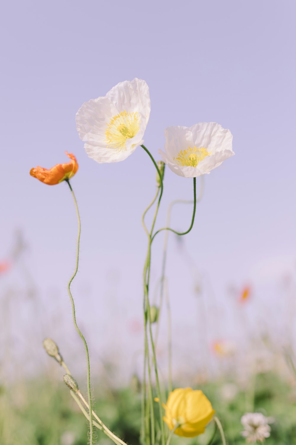 fleur blanche et oranger en gros plan