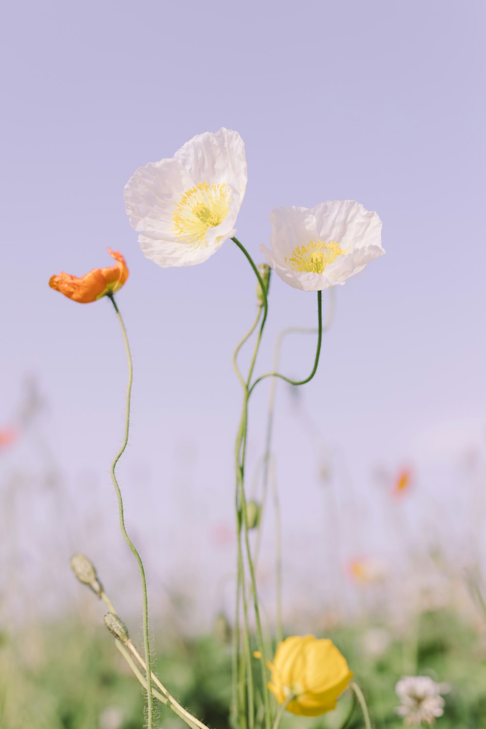흰색과 주황색 꽃 클로즈업 사진