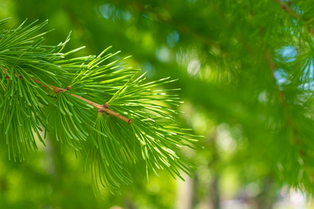 green leaf plant in close up photography