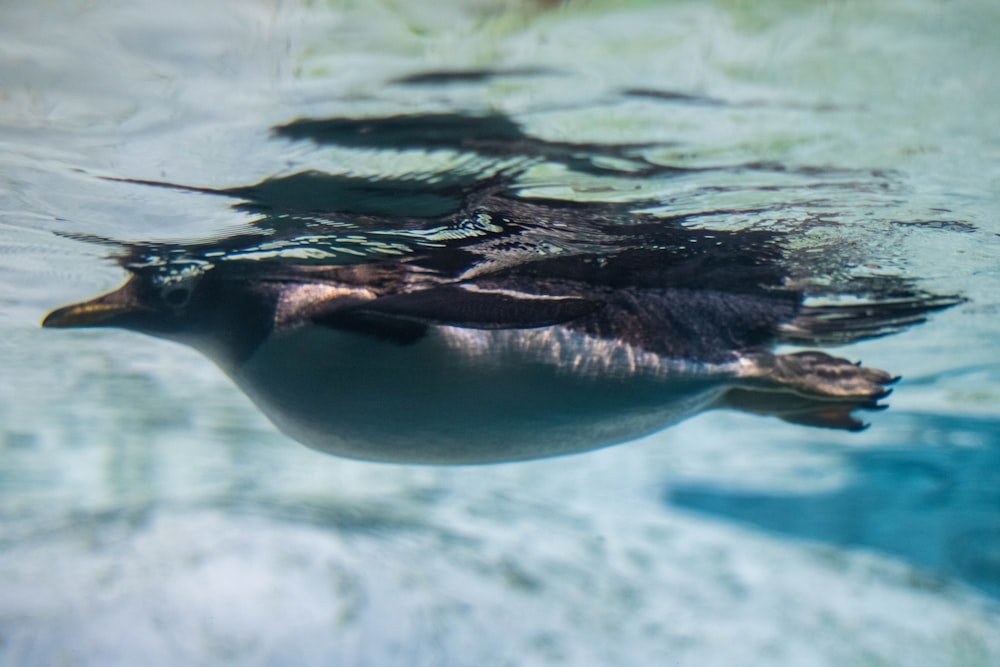 black and white penguin in water