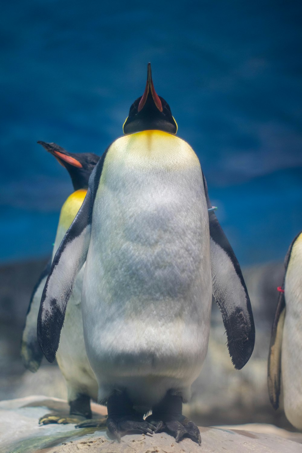 white and black penguin in close up photography