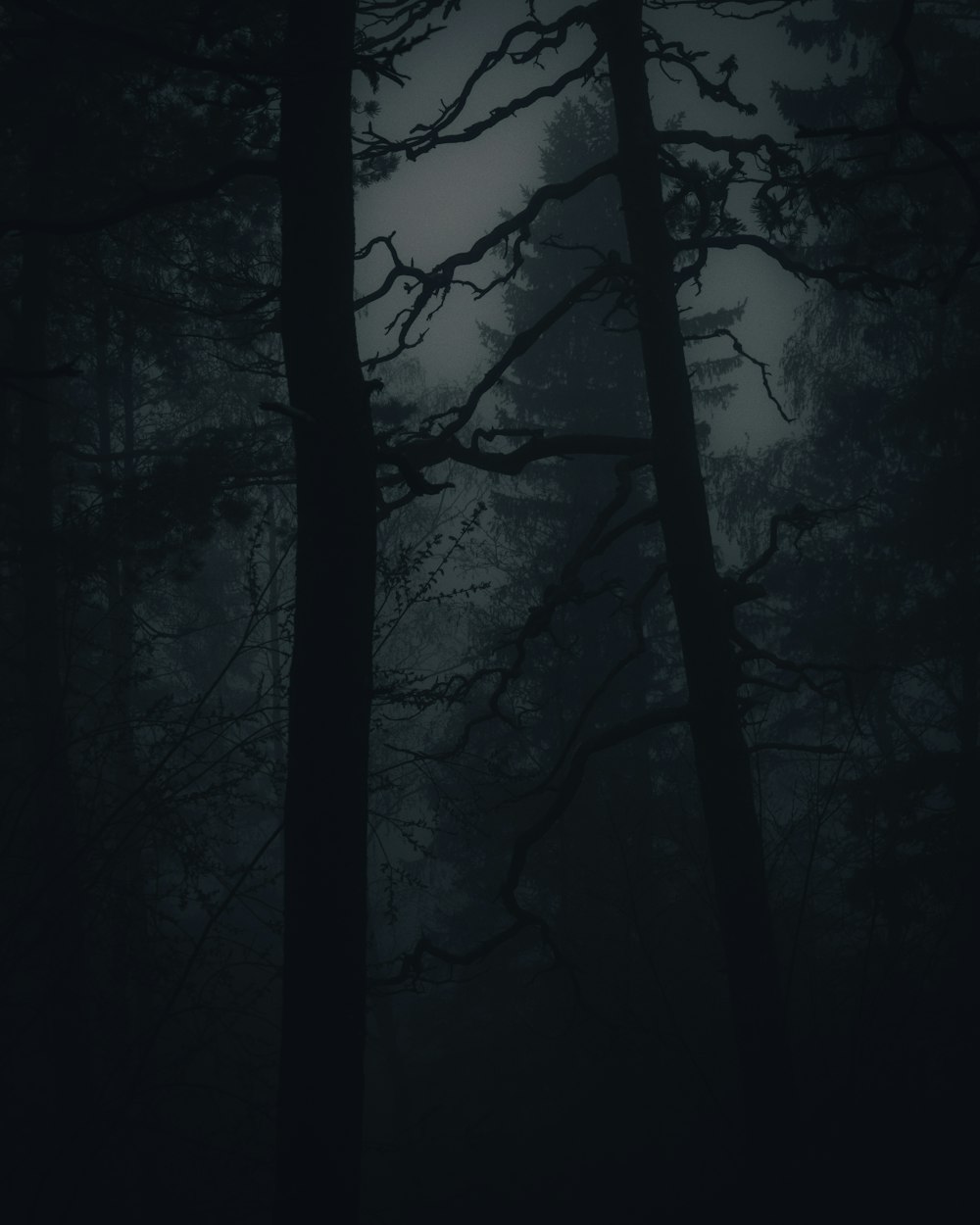 ローアングル写真の黒い木の枝