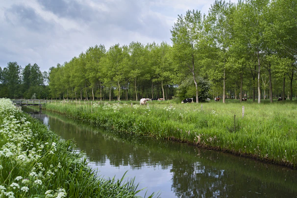 A peaceful river flowing through a finca with grazing cattle nearby.