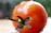 Close-up of a ripe, vibrant red tomato glistening with morning dew on a rustic wooden table.