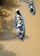 A group of people in traditional conical hats are paddling along a murky river in long, narrow blue boats. They are navigating through a waterway surrounded by lush, green foliage.