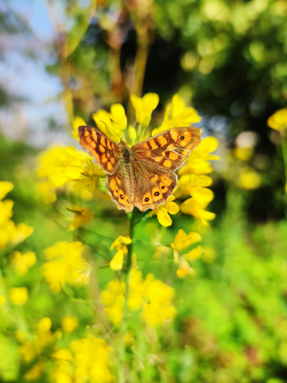 brown and black butterfly on yellow flower during daytime