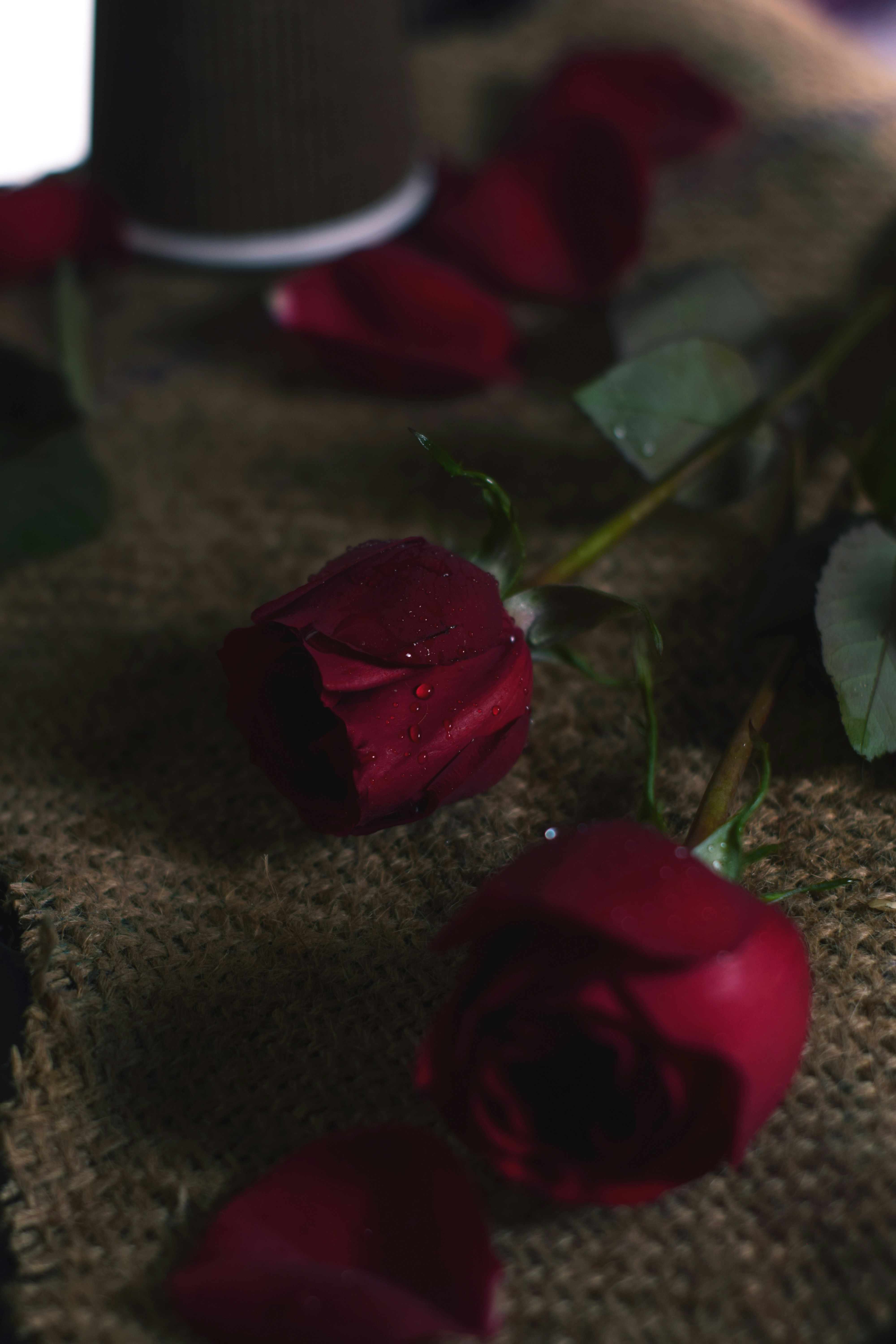rosa roja sobre textil marrón