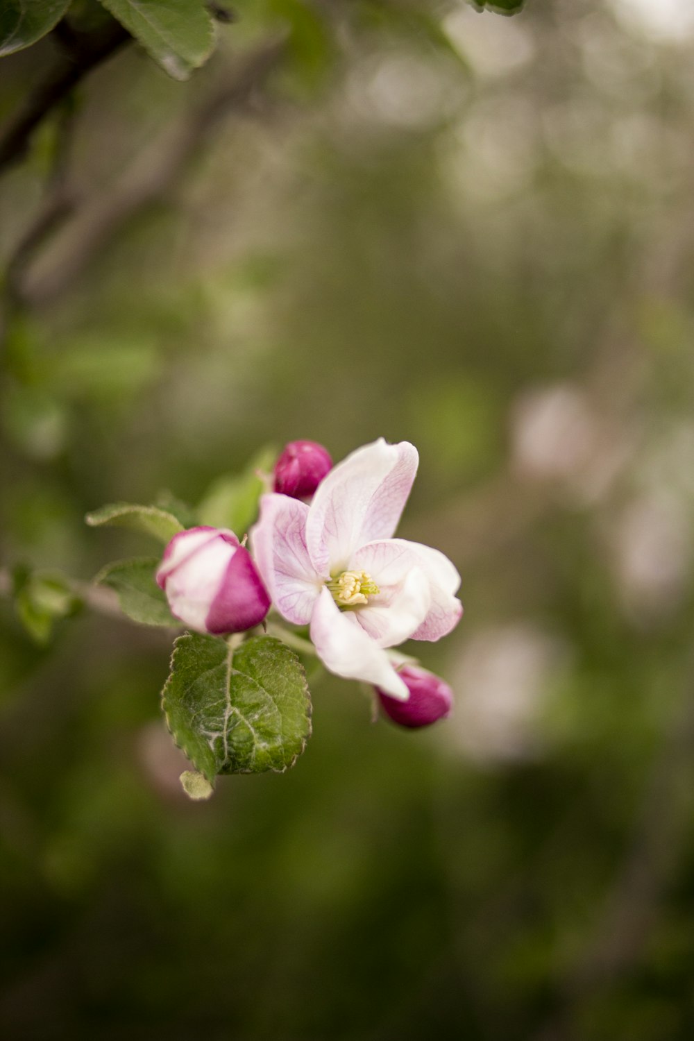 white and pink flower in tilt shift lens