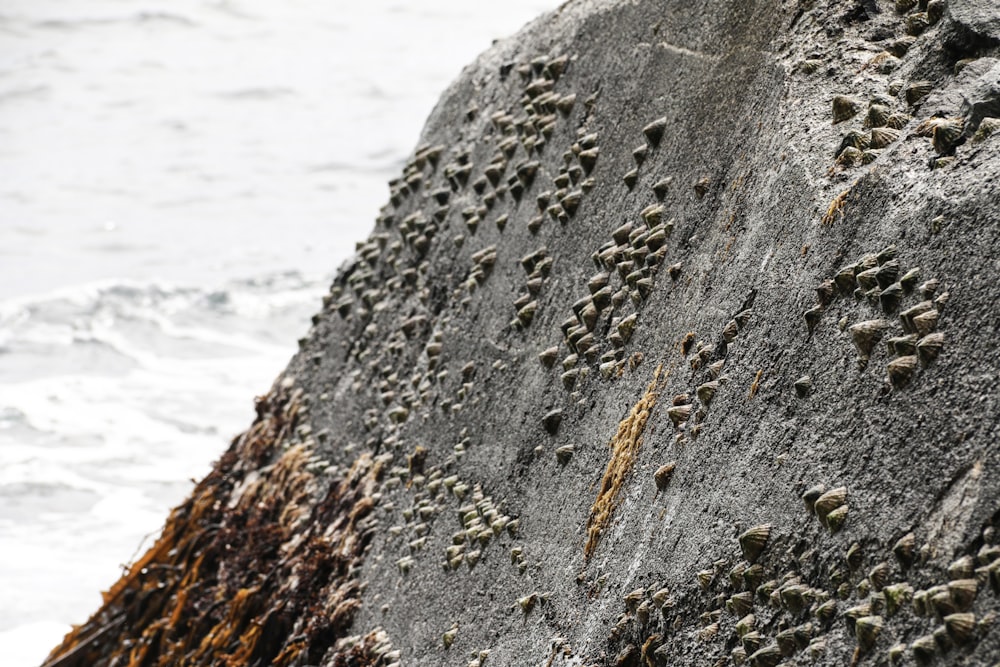 Roca negra y marrón cerca del cuerpo de agua durante el día