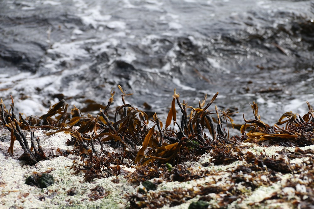 brown leaves on white sand near body of water during daytime