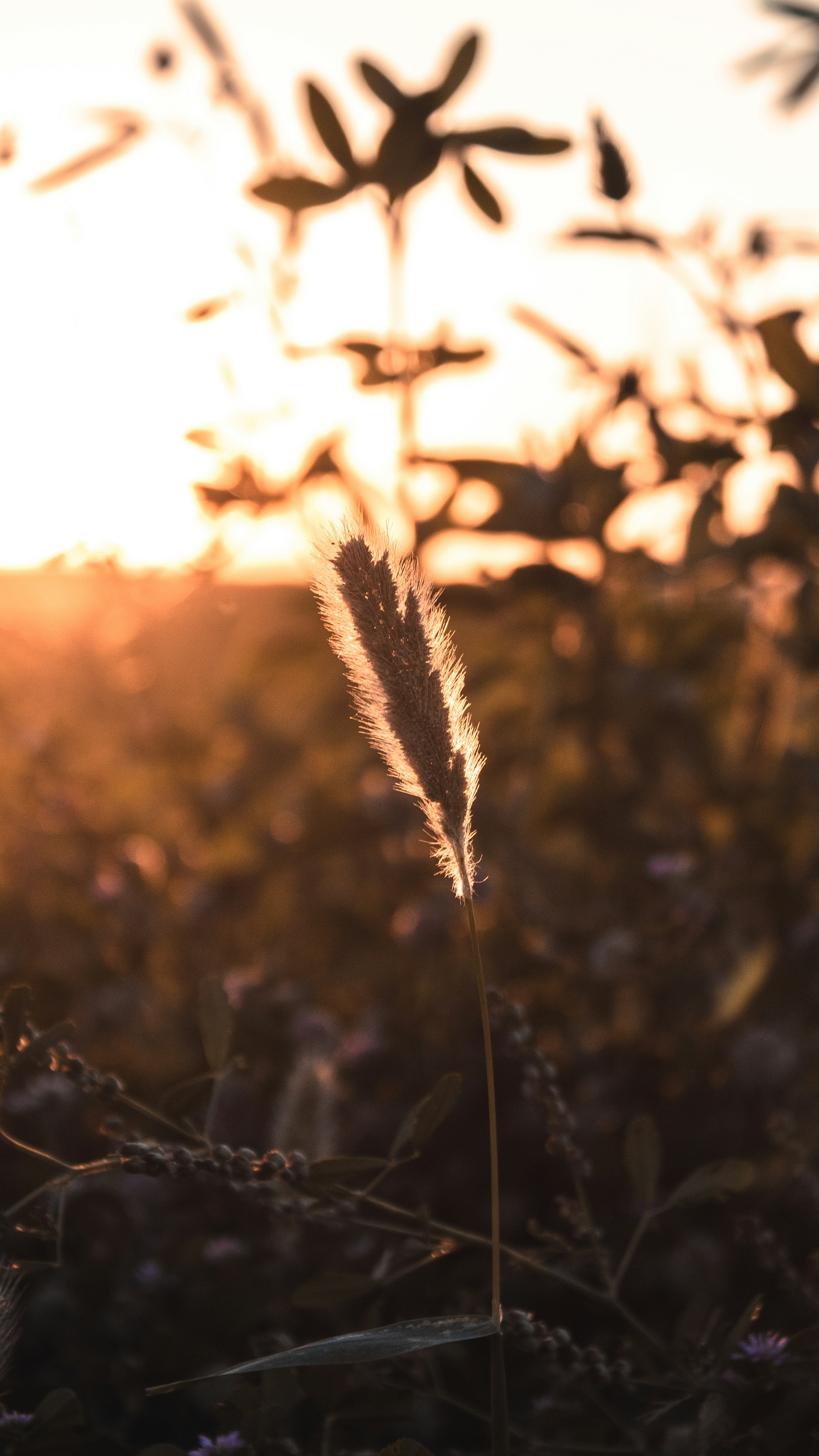 Photo by siyamensari