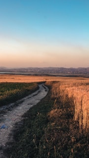 A narrow dirt path winding through golden fields under a soft cloudy sky.