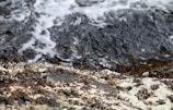 The image features an area covered with brown and white seaweed or marine algae growing on rocks near water. The background displays a rough water surface, possibly part of an ocean or large body of water, with visible white foam.