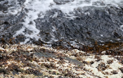 The image features an area covered with brown and white seaweed or marine algae growing on rocks near water. The background displays a rough water surface, possibly part of an ocean or large body of water, with visible white foam.