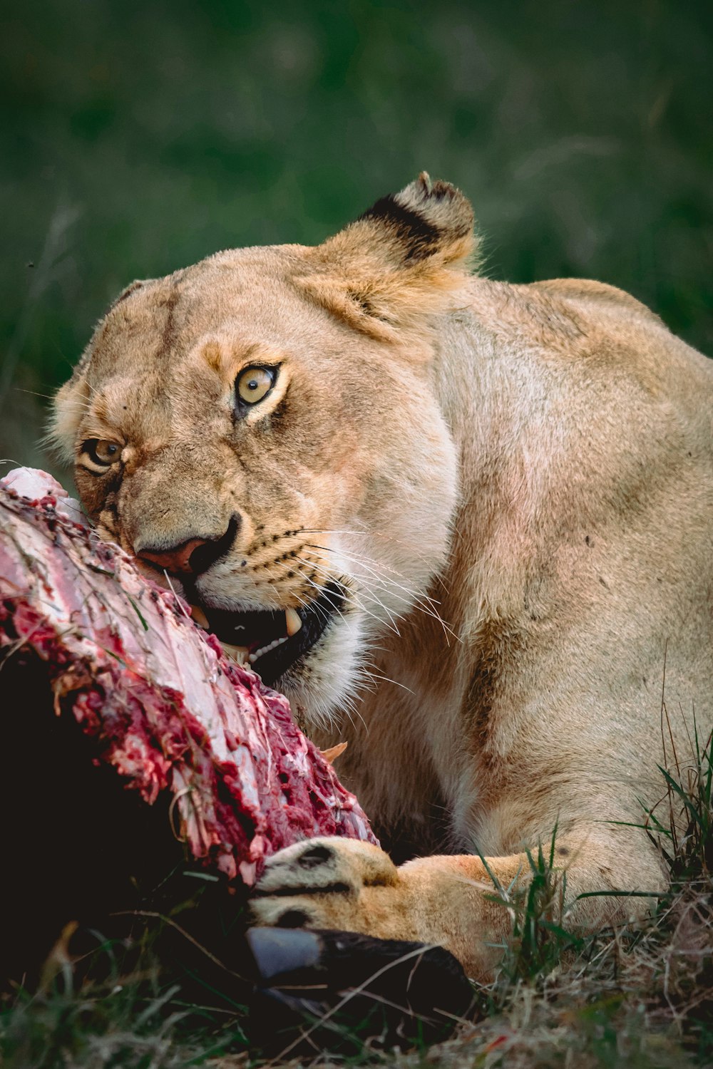 brown lioness lying on brown rock during daytime