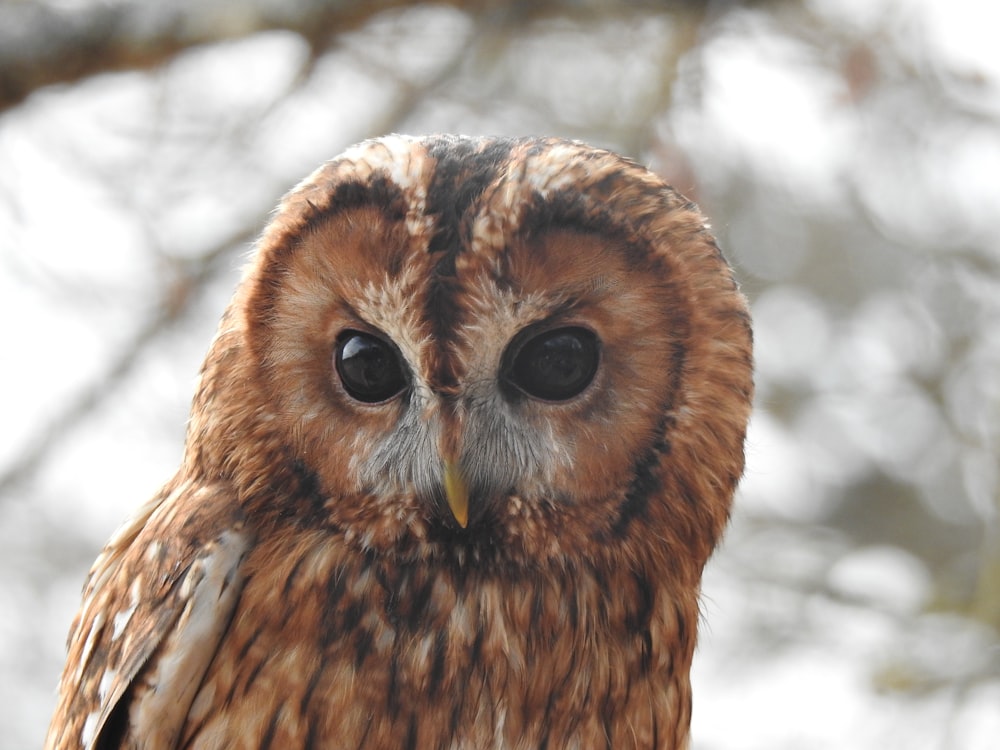 brown owl in close up photography