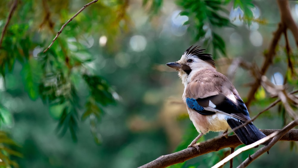 blue and white bird on brown tree branch during daytime