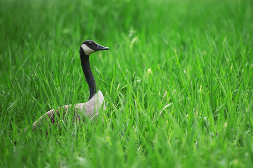 pato branco e preto no campo de grama verde durante o dia