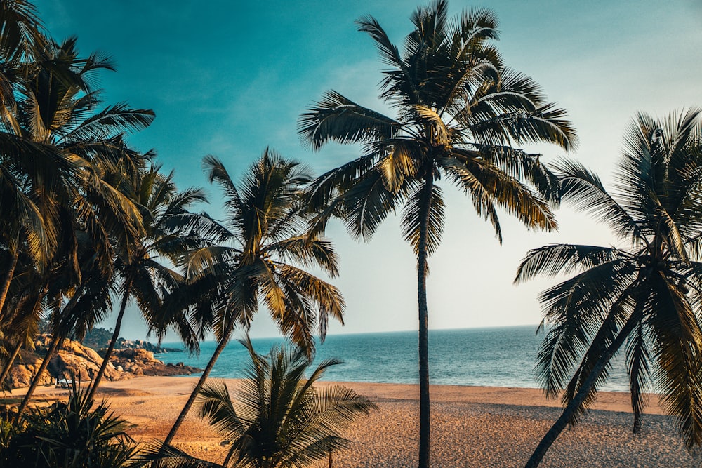 Palme am Strandufer tagsüber