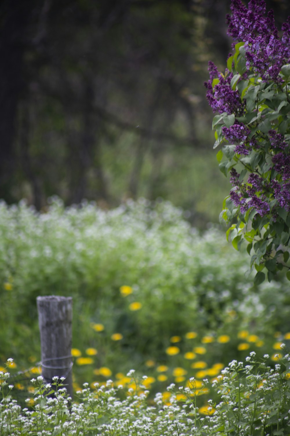 flores púrpuras en una cerca de madera marrón