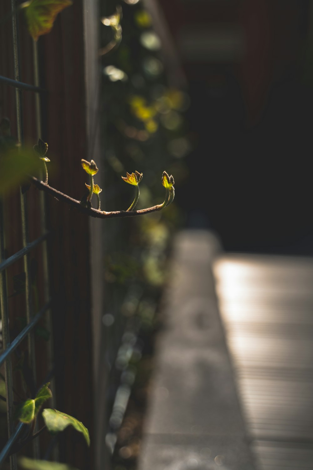 yellow flower on black metal fence