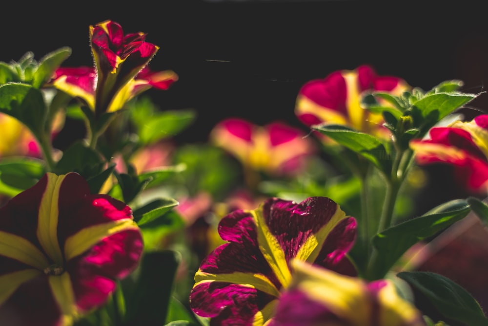 purple and yellow flowers in black background